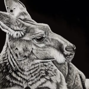 Kangaroo 8x10