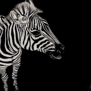 Zebra 8x10