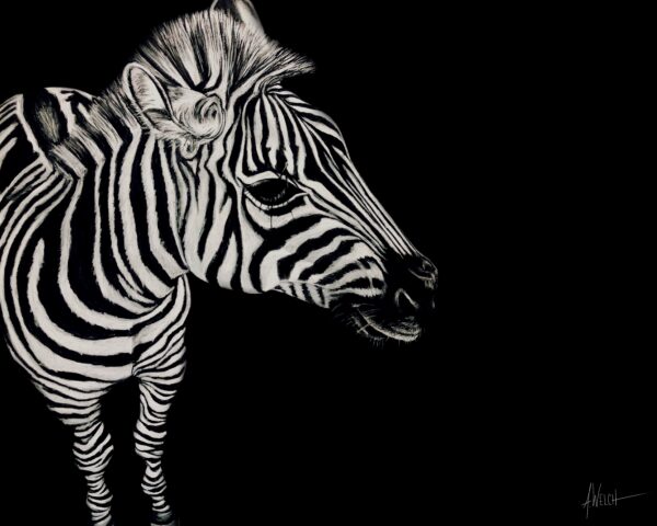 Zebra 8x10