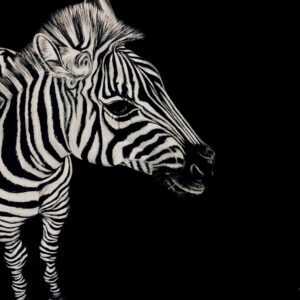 Zebra 8x10