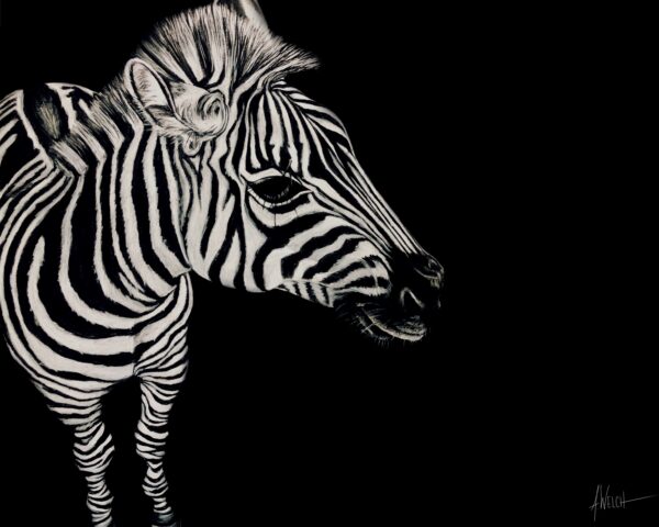 Zebra 8x10