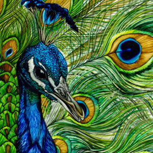 Peacock 12x24