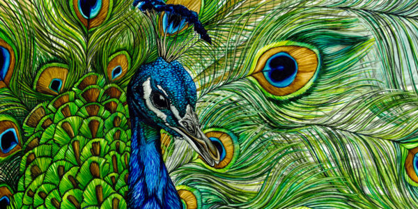 Peacock 12x24